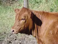 Red Heifer Project