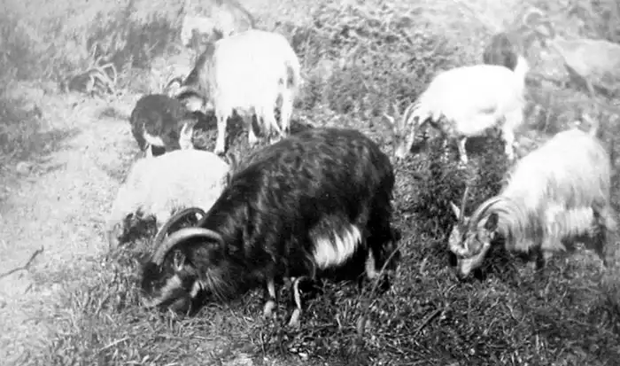 Some Corsican goats.
