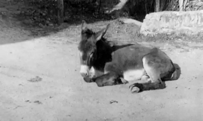 A Corsican donkey.