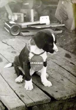 The dog named 'CANADAK'.