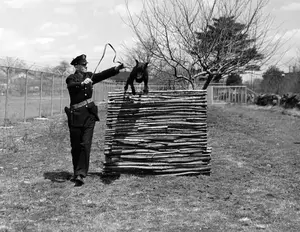 Guard dog April_29, 1943