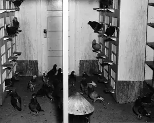 Pigeon loft May 30, 1945